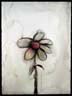 Grey daisy